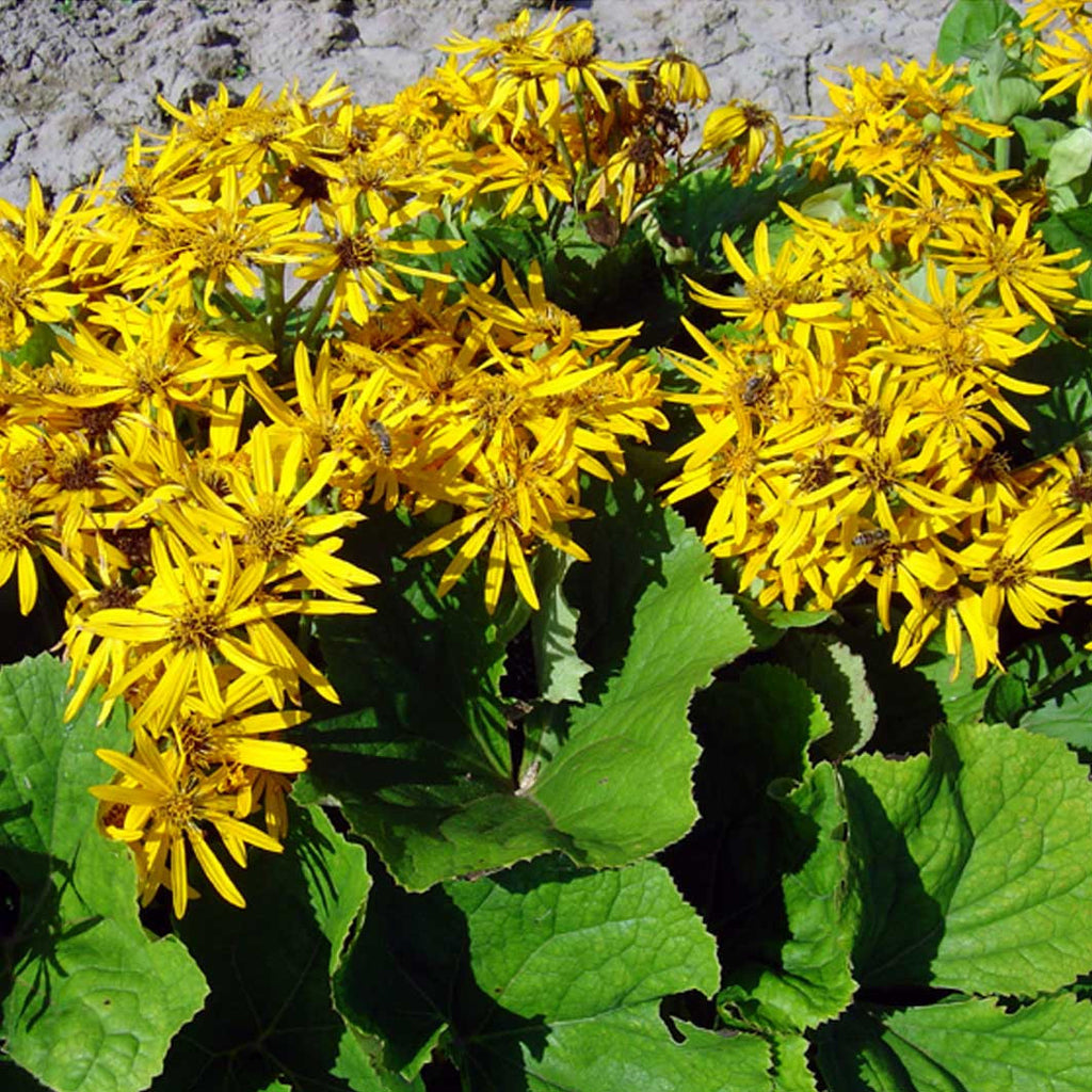 Ligularia dentata 'Sommergold' – Ballyrobert Gardens