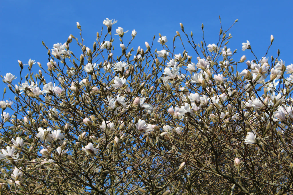Magnolia stellata – Ballyrobert Gardens