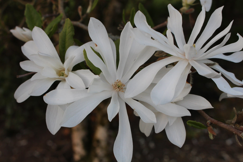 Magnolia stellata – Ballyrobert Gardens