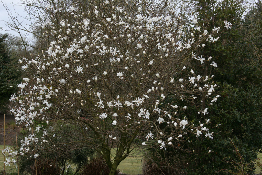 Magnolia stellata – Ballyrobert Gardens