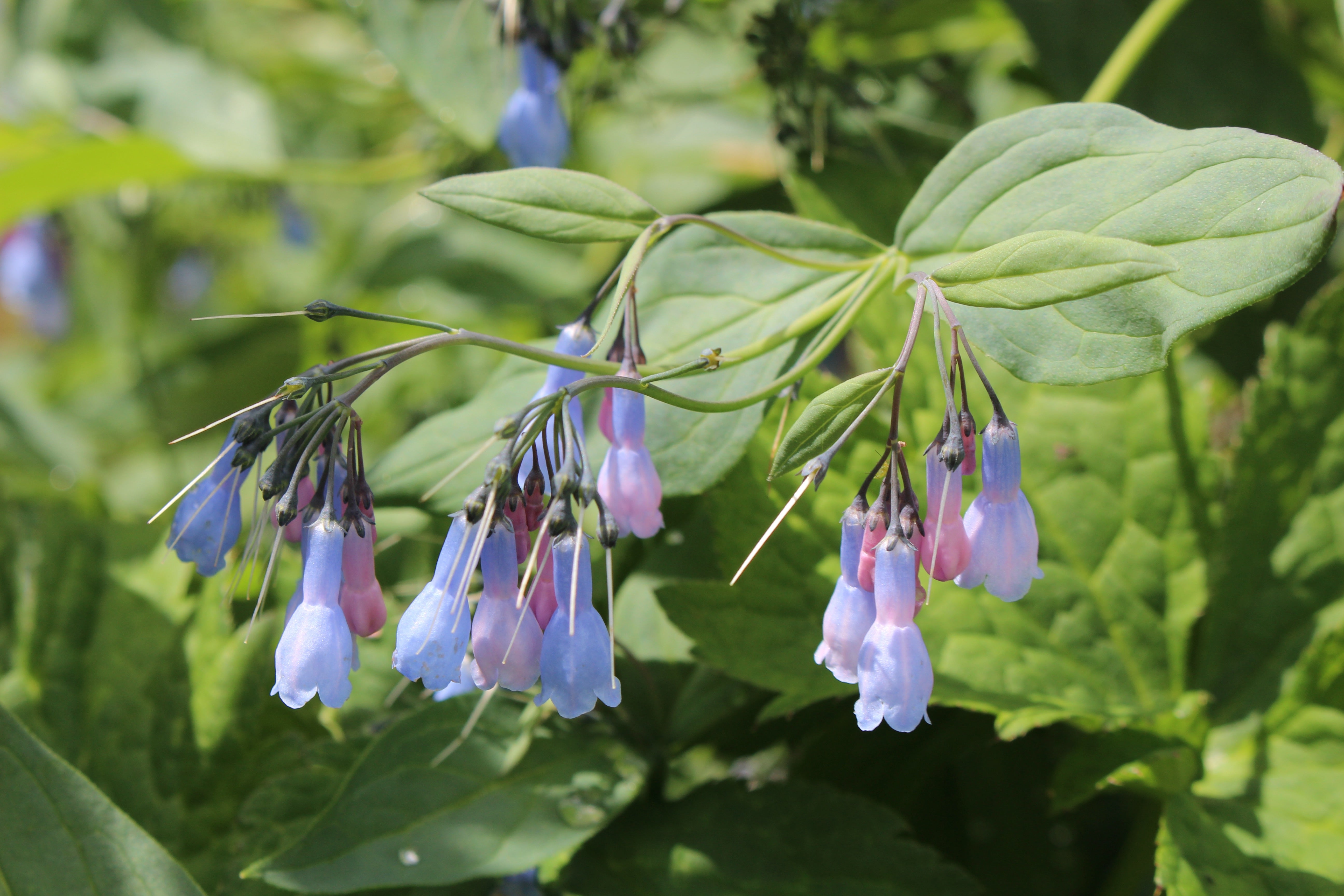 Mertensia serrulata