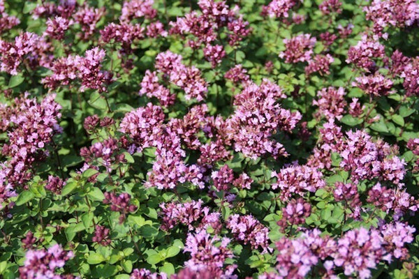 Origanum &amp;#39;Rosenkuppel&amp;#39; – Ballyrobert Gardens