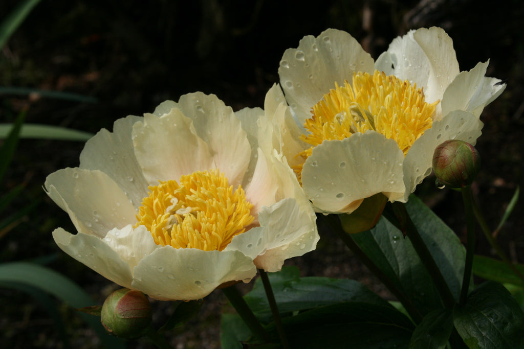 Paeonia Claire De Lune Ballyrobert Gardens