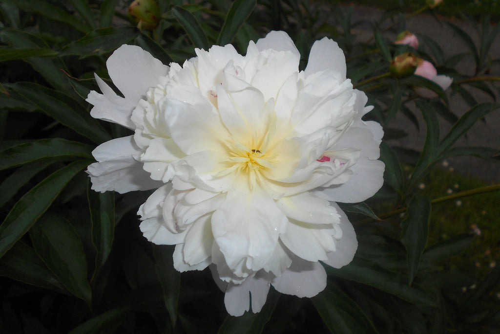 Пион duchesse de nemours фото и описание