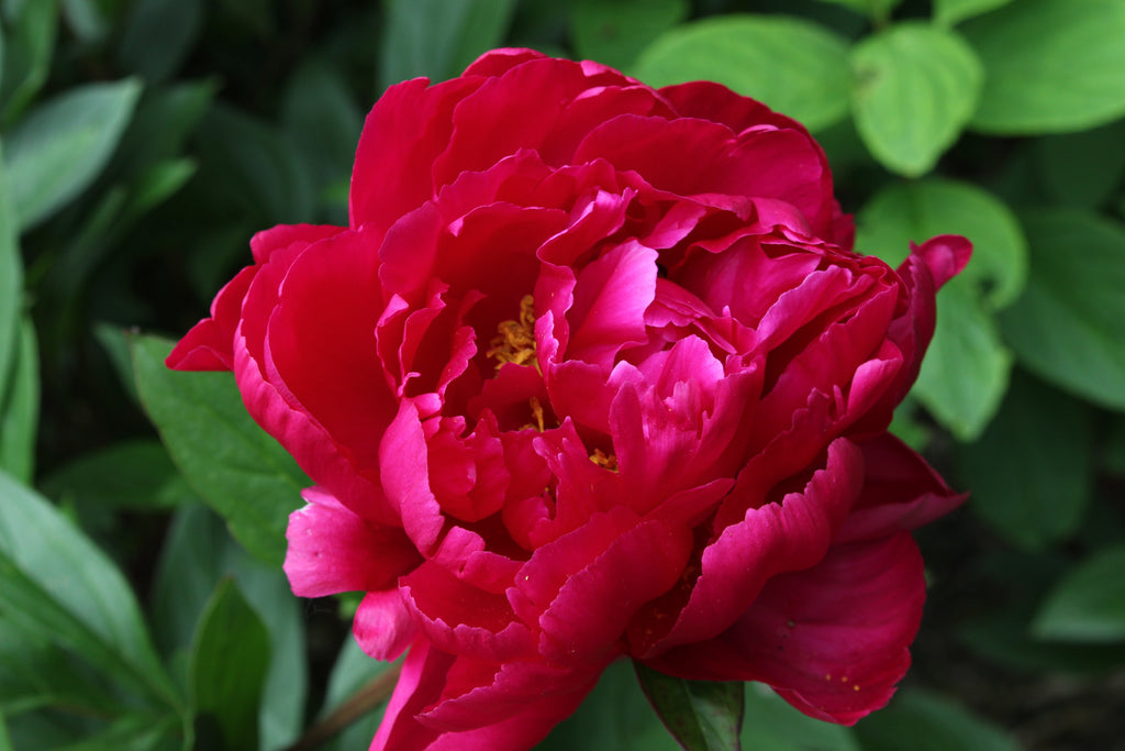 Paeonia lactiflora 'Karl Rosenfield' – Ballyrobert Gardens