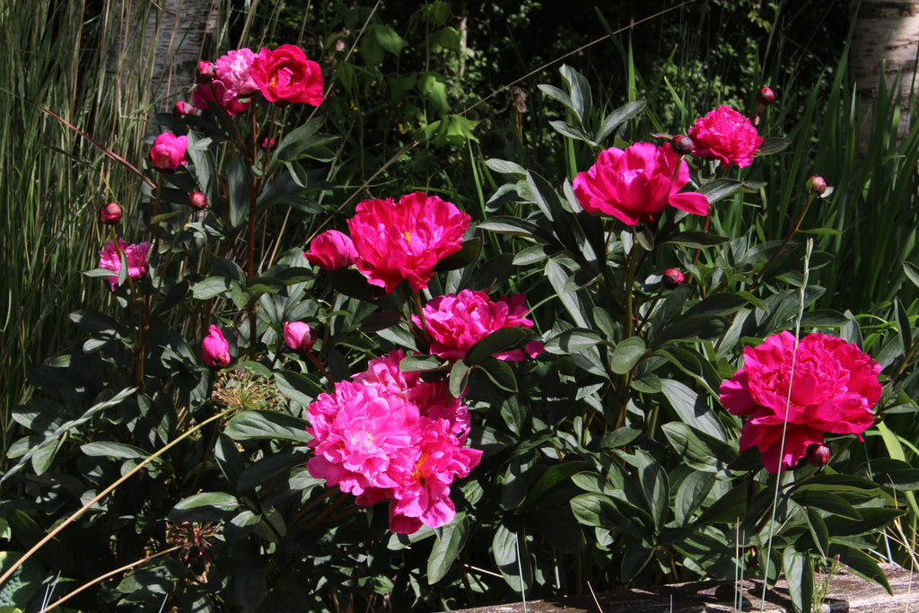 Paeonia lactiflora 'Kansas' – Ballyrobert Gardens