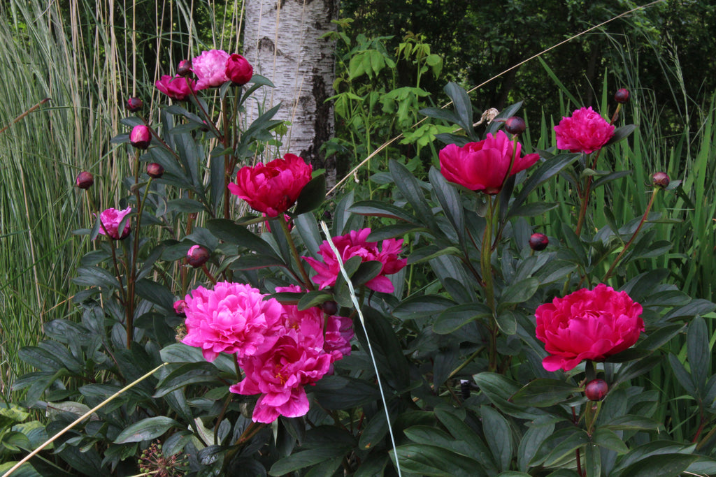 Paeonia lactiflora 'Kansas' – Ballyrobert Gardens