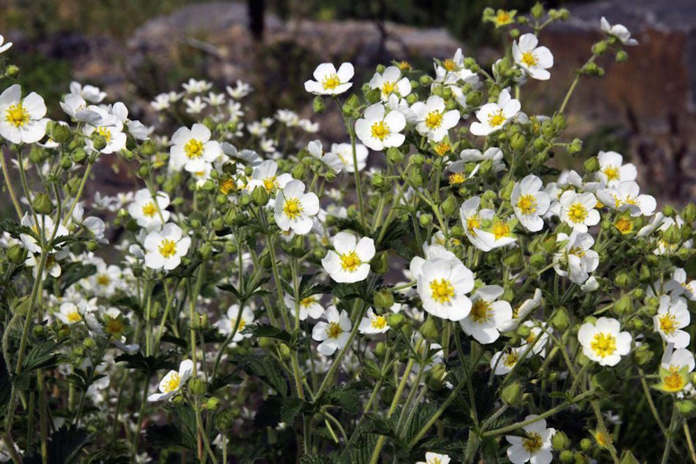 Semis de Potentilla Potentilla_rupestris_1_nbrcg_wi_2x3_1024x1024