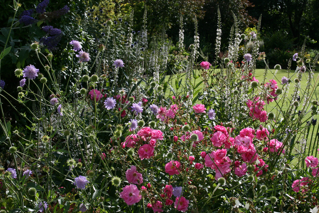 Rosa HEIDELINDE 'Kordehei' – Ballyrobert Gardens