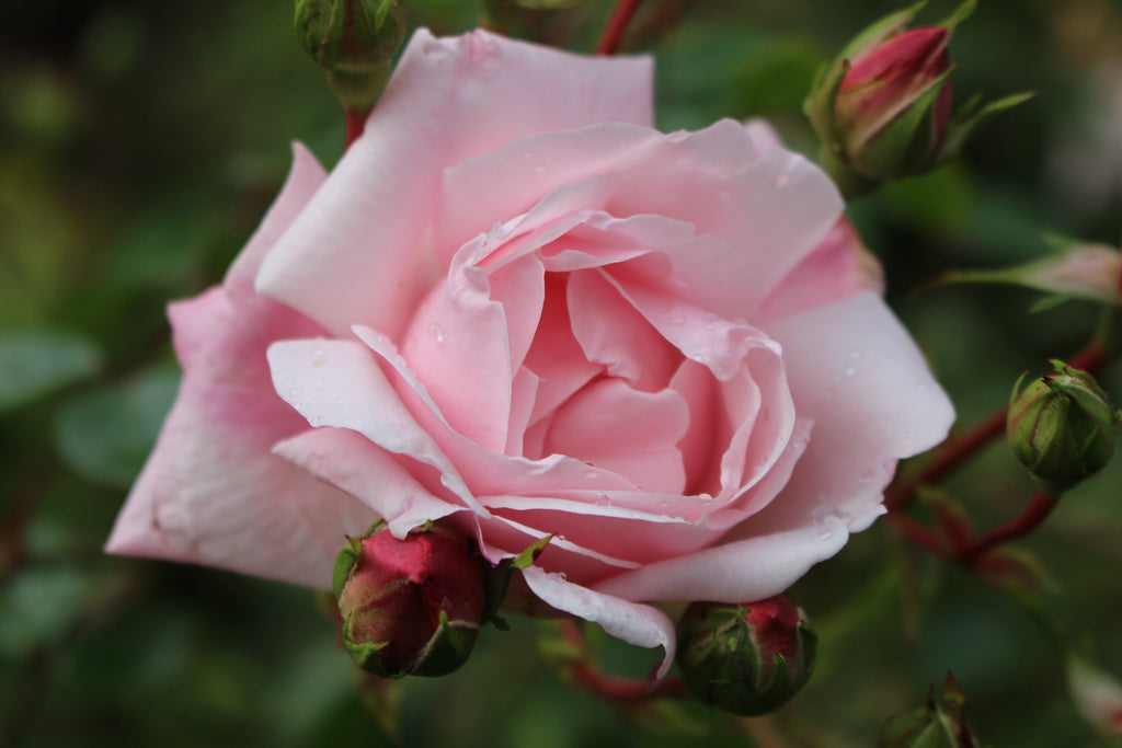 Rosa 'New Dawn' (Cl) Ballyrobert Gardens