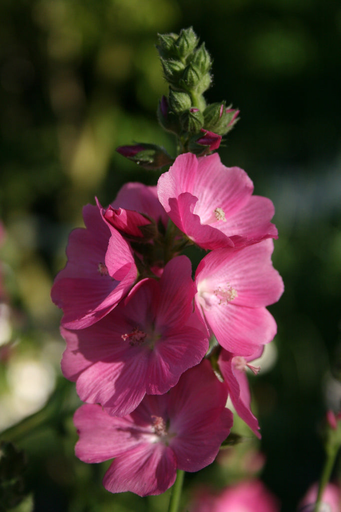 sidalcea