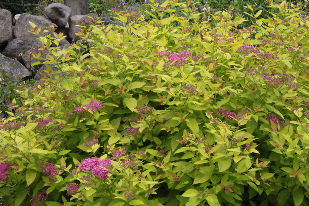 spiraea