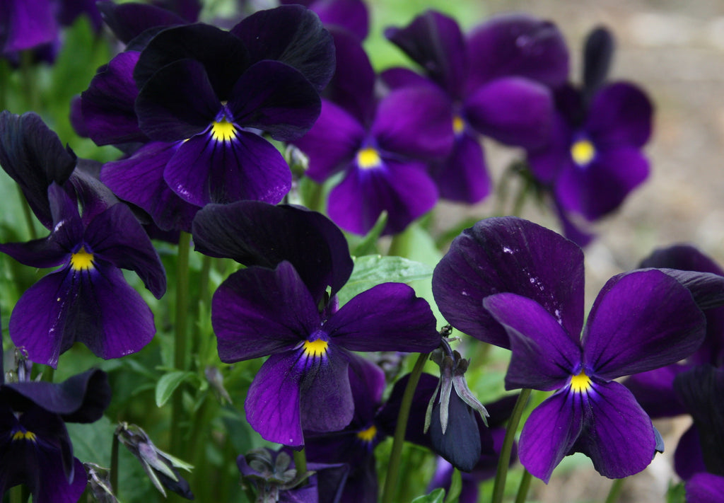 Viola 'Roscastle Black' – Ballyrobert Gardens