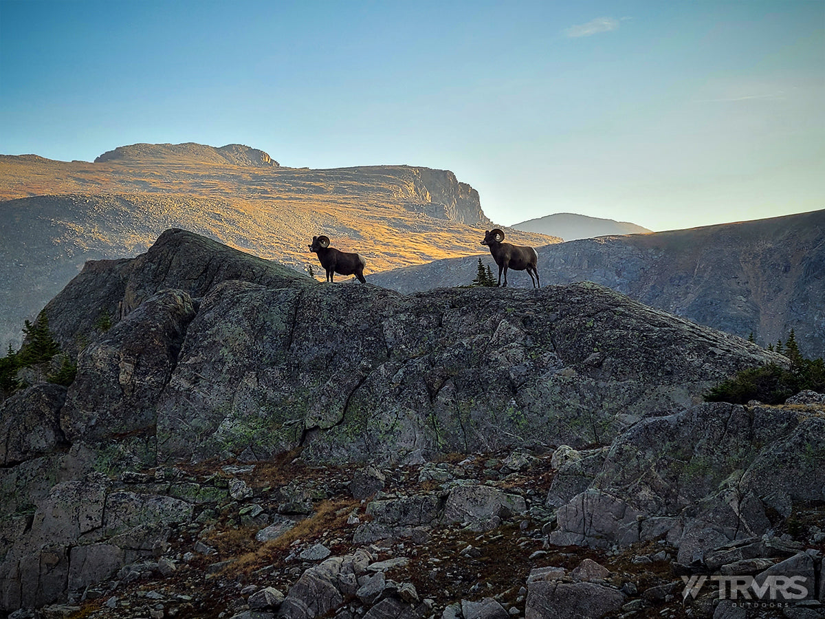 Big Horn Sheep Sighting - Pfiffner Traverse, Rocky Mountain National Park, Indian Peaks Wilderness, Arapaho, Colorado, Backpacking, Ultralight | TRVRS Outdoors