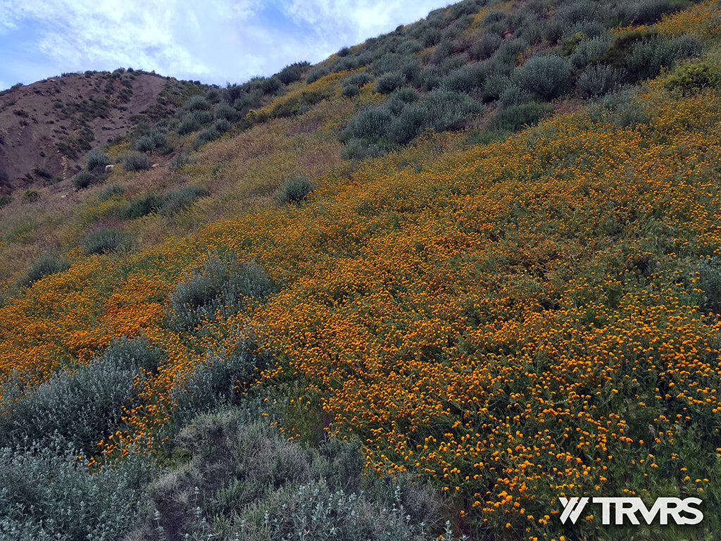 Sespe River Trail Los Padres National Forest - WILD FLOWERS | TRVRS APPAREL