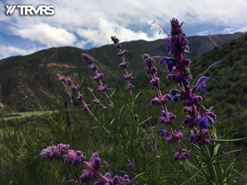 Sespe River Trail Los Padres National Forest - WILDFLOWERS | TRVRS APPAREL