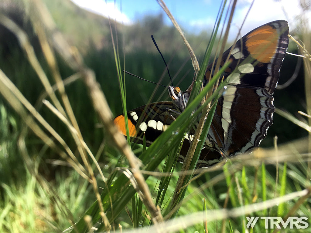 Sespe River Trail Los Padres National Forest - BUTTERFLY | TRVRS APPAREL