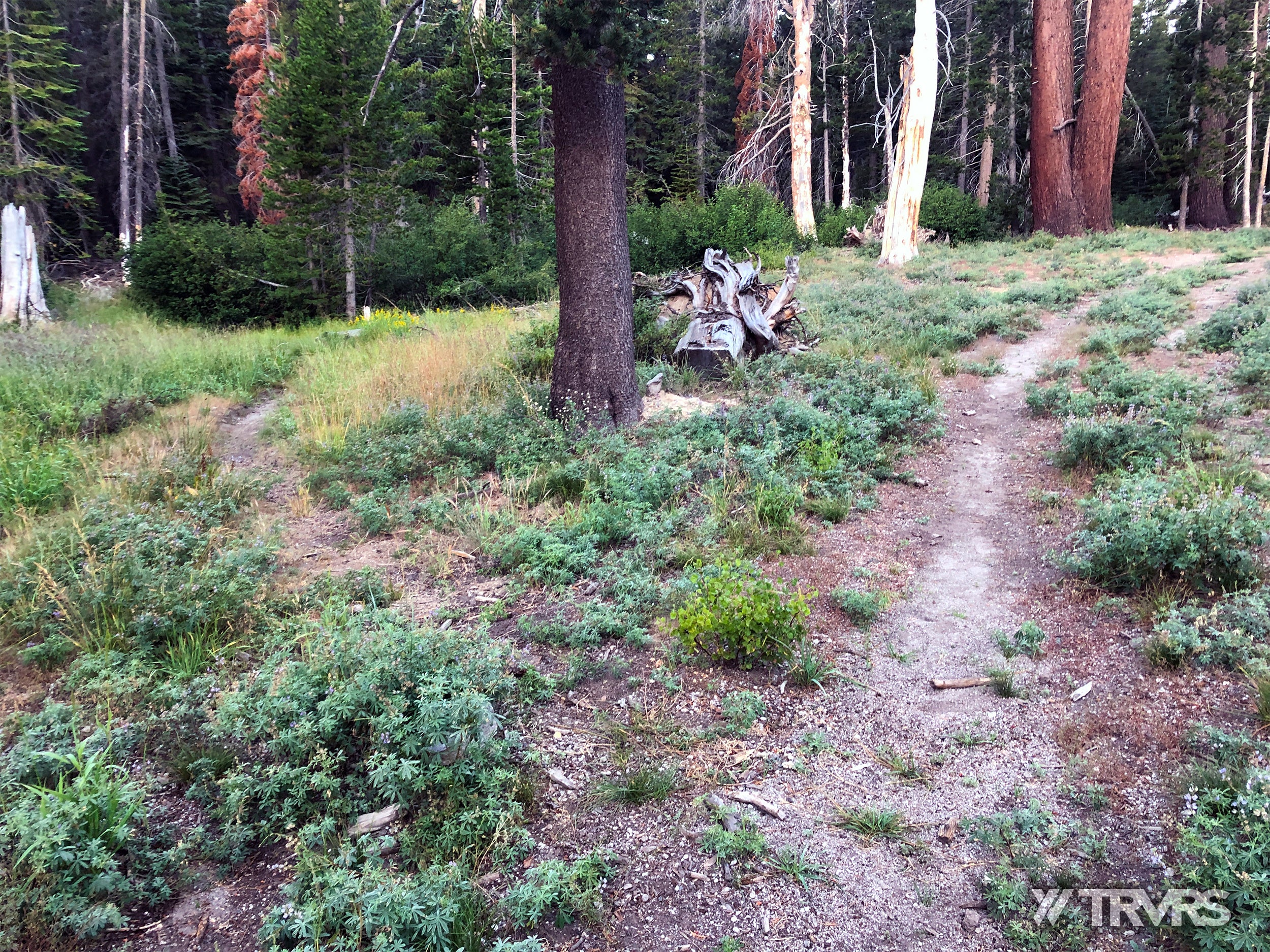 Agnew Meadow-Banner Peak Ritter-Banner Saddle, Lake Catherine, Glacier Pass, Thousand Island Lake, River Trail, Pacific Crest Trail, Middle Fork, Agnew Meadow, Ansel Adams Wilderness, Mammoth Lakes, Sierra Nevada | TRVRS Apparel