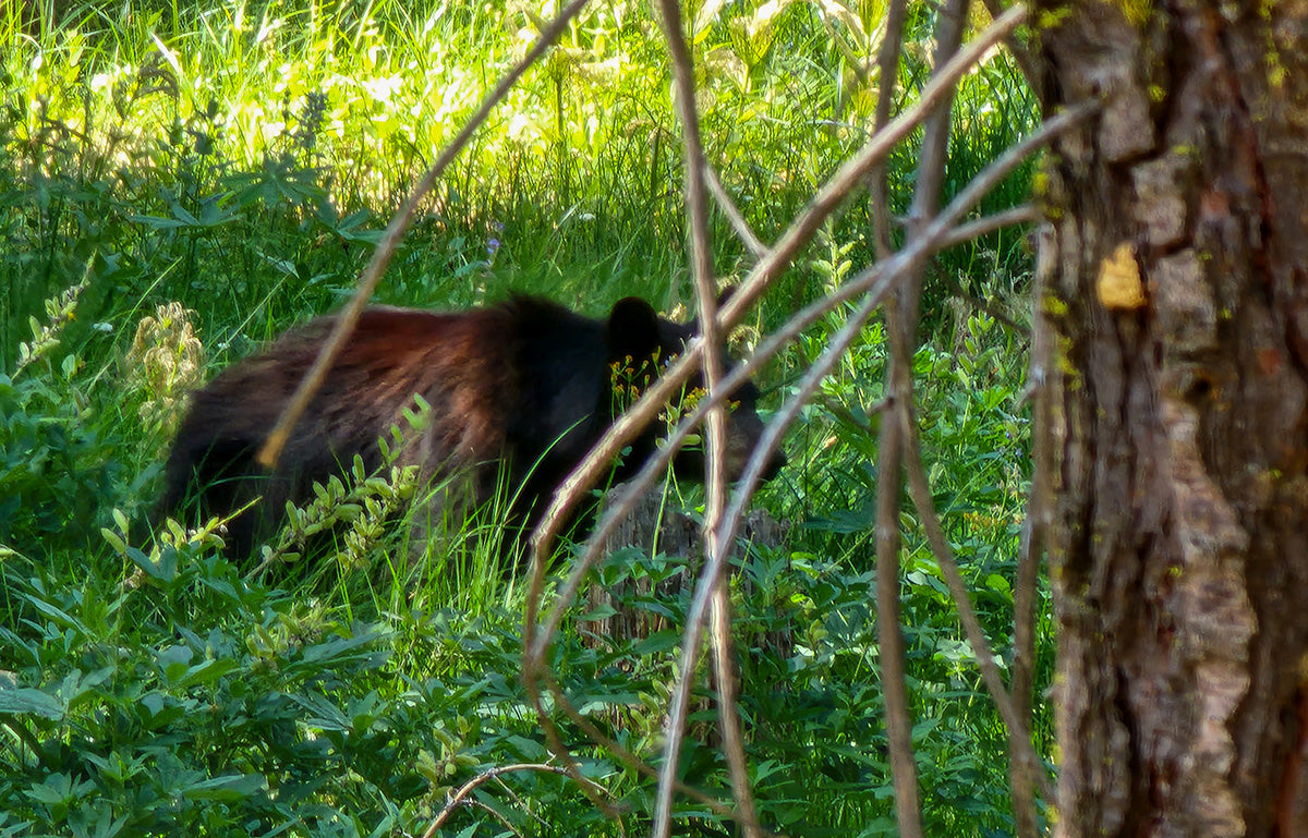 Black Bear Near Lakes Trail, Sequoia National Forest, Sierra Nevada Mountains, TRVRS OUtdoors