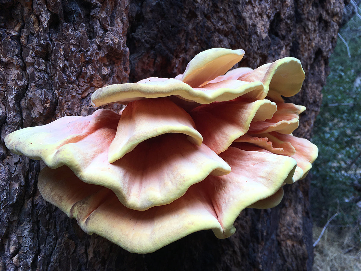 west-fork-mushrooms-gabrielino-trail-trvrs-apparel