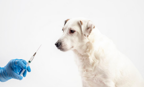 KONA CAVE® Haustier Impfungen sind sehr wichtig. Reisen Sie nicht mit Ihrem Haustier ohne die richtigen Impfungen. 
