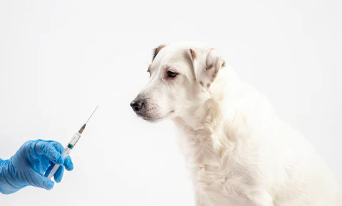 KONA CAVE® Pet Vaccinations are very important. Don't travel with your pet without the proper vaccinations. 