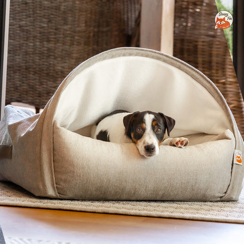 Liebenswerter Jack Russell Welpe in einem Sleepy Fox® Snuggle Cave Hundebett im Urlaub.