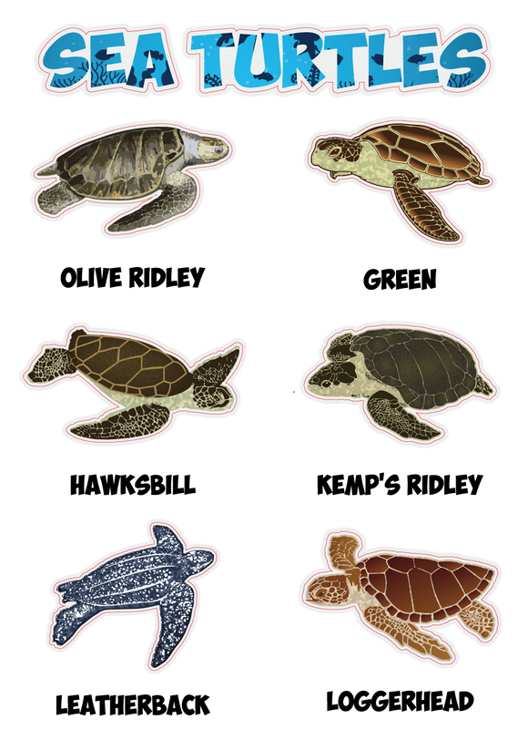 Sea Turtles Sticker Sheet – CRITTERFACTS