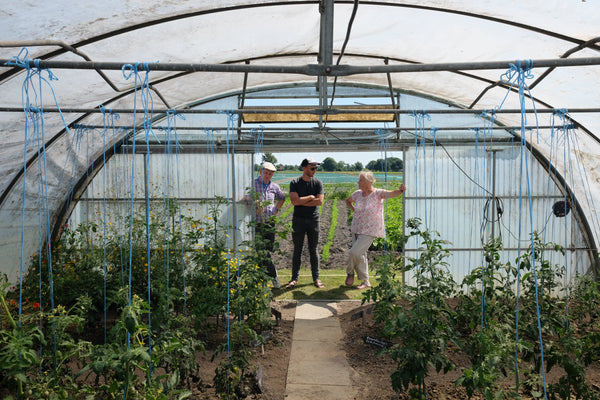 Im Gewächshaus wachsen allerlei Tomaten