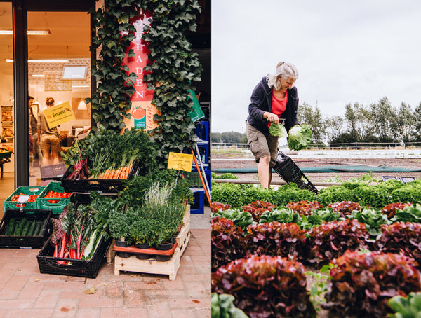 Seit über 30 Jahren baut die Bioland-Gärtnerei Mertens-Wiesbrock Gemüse, Obst und Blumen an.