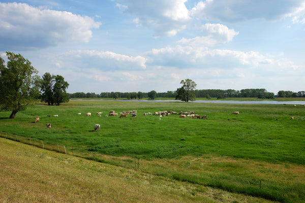 Deichblick entlang der Elbe