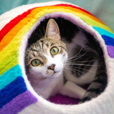 A young cat looks up at the camera from inside a wool rainbow cat cave