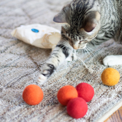 A grey cat is playing with 5 colorful toy balls. he balls are orange, red and yellow. On the background a Friendsheep cotton storage bag.