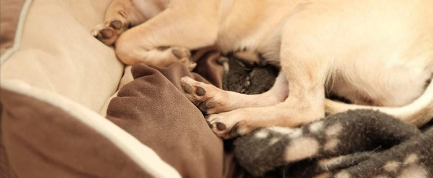 washing-your-dogs-bed