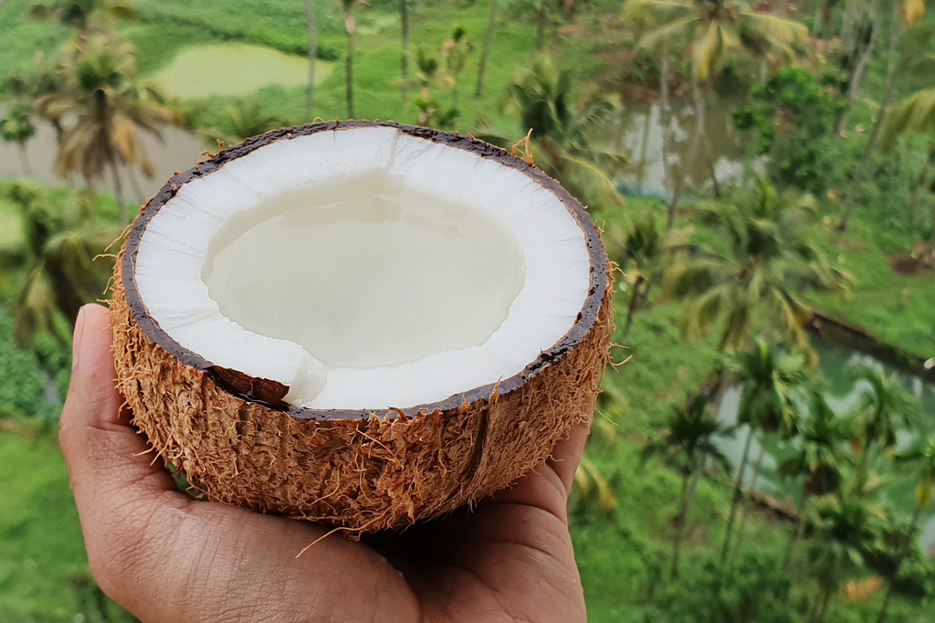 Fresh coconut in Kerala, India