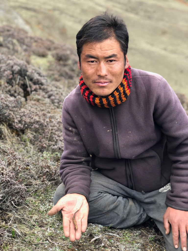 HANAH team in Bhutanese Himalaya searching for Cordyceps Sinensis
