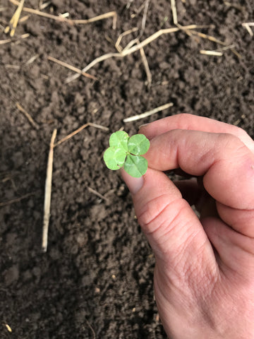 Hand holding a seedling in the dirt 