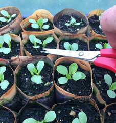 Trimming lettuce seedlings