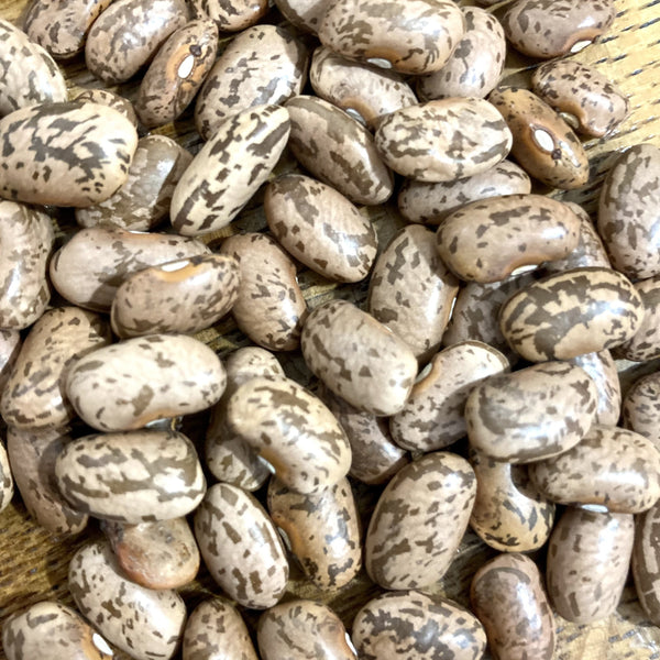 Quincy Pinto Dry Bush Bean CO – BC Eco Seed Co-op