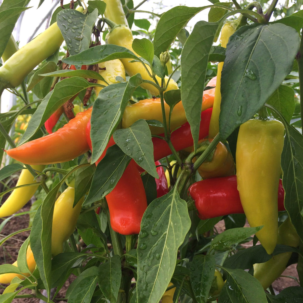 Hungarian Hot Wax Pepper Co Bc Eco Seed Co Op