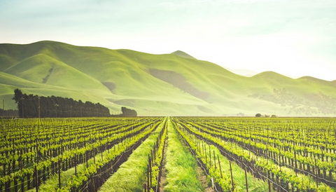 California Grape Varieties