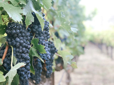 Grape Varieties Red