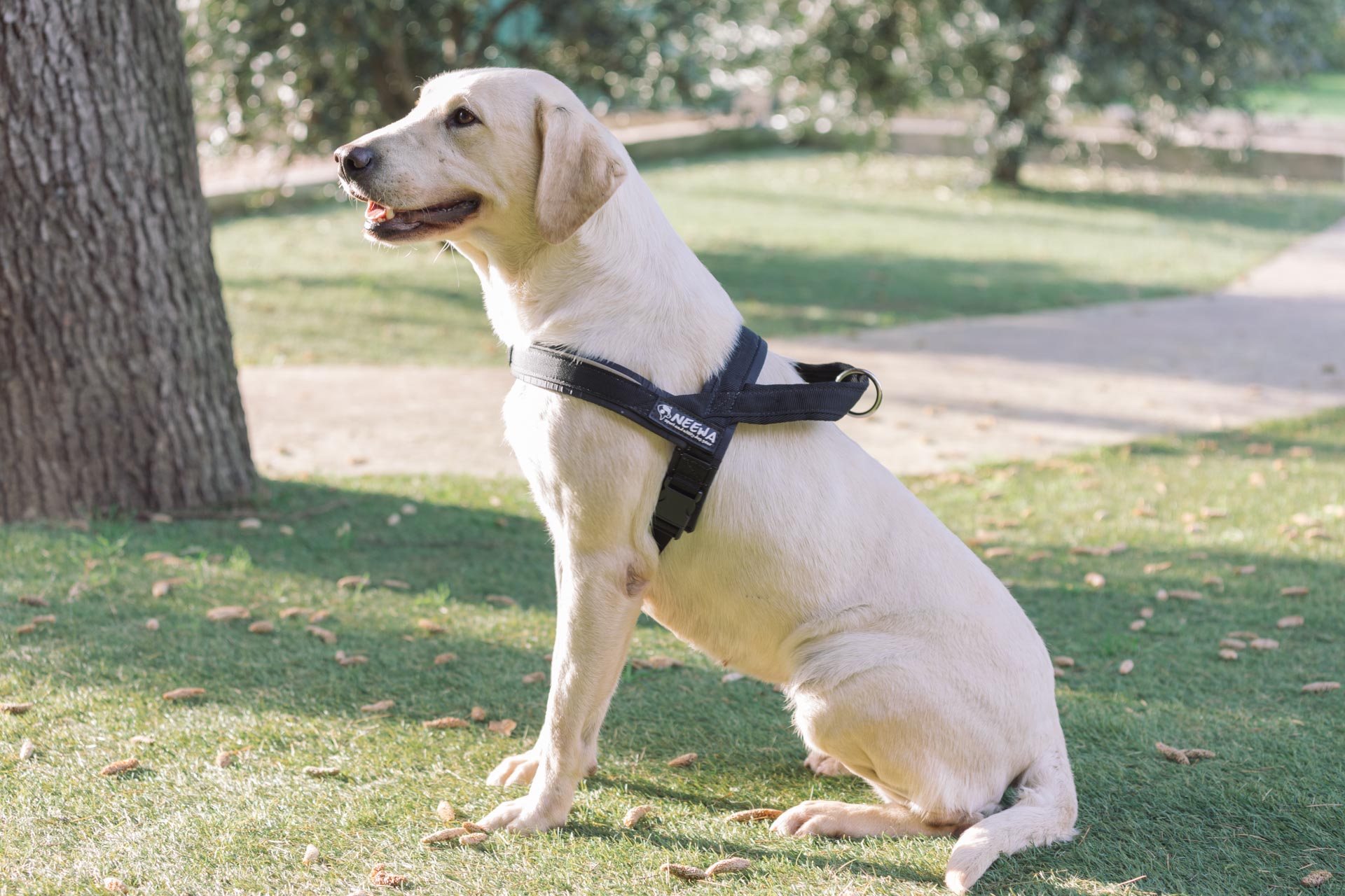 How do you put on a 2 way dog harness?