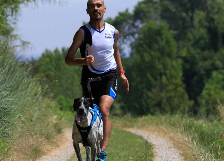 Dog Exercise Equipment To Keep Your Pup Active At Home