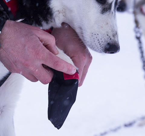 Neewa Cordura booties to protect husky paws from ice and snow