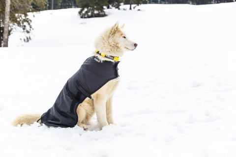 Husky wearing neewa dog coat for snow weather