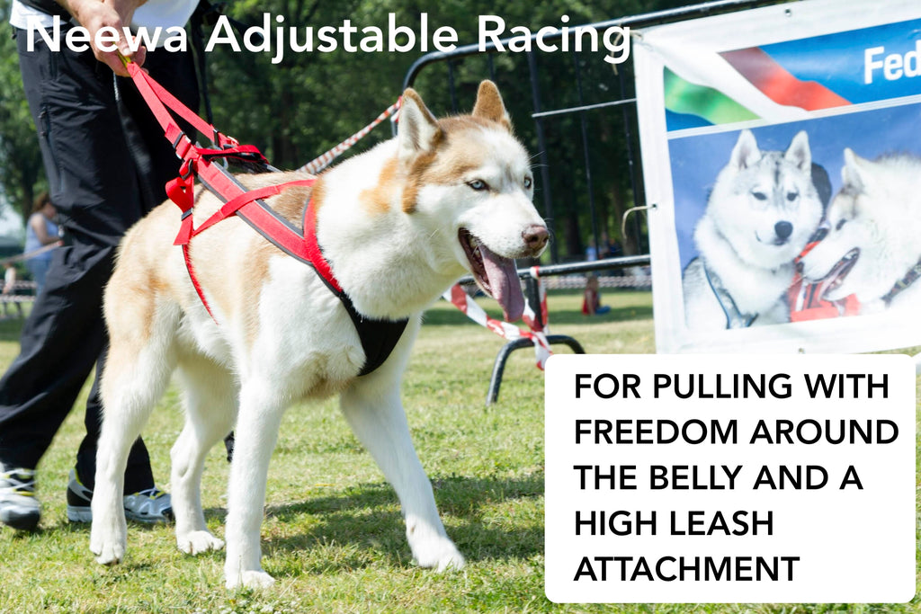 Dog harness for pulling with freedom around the belly and a high leash attachment
