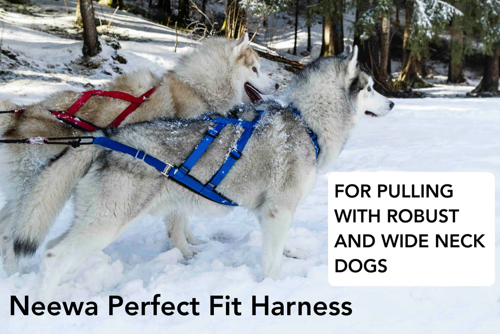 Dog harness for pulling with robust and wide neck dogs