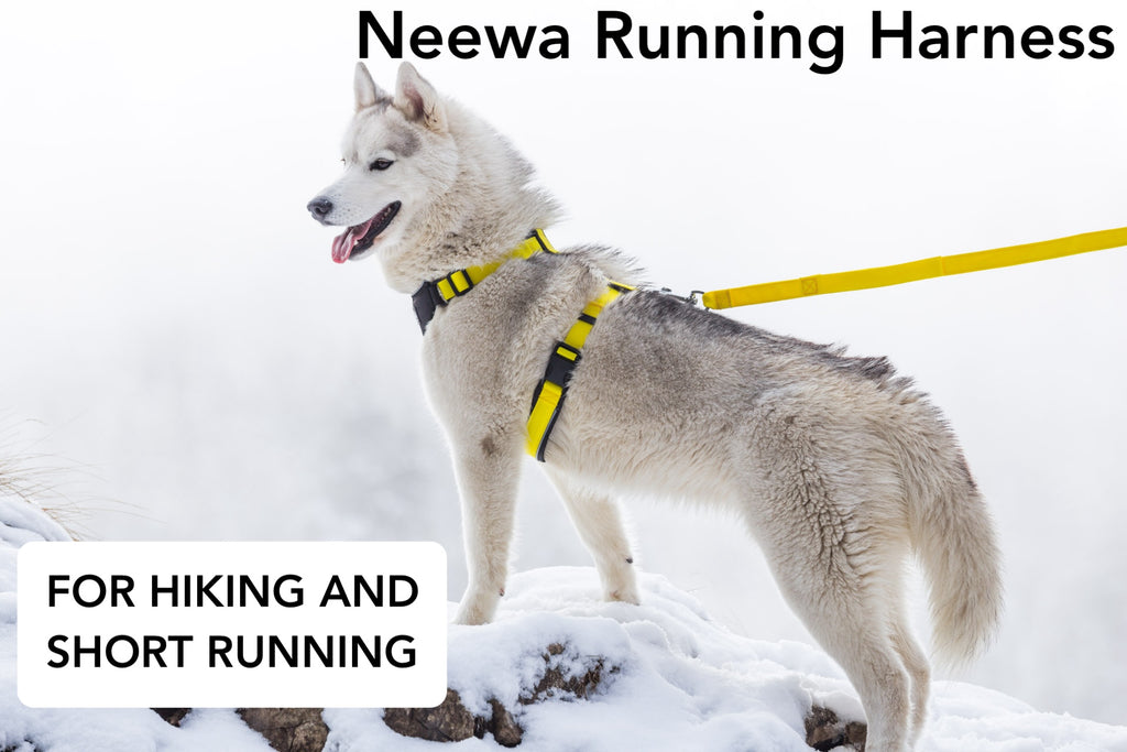 Dog Harness for hiking and running