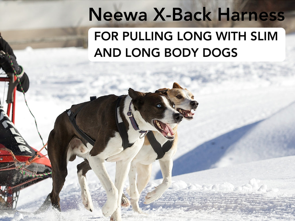 Dog harness for pulling with slim and long body dogs
